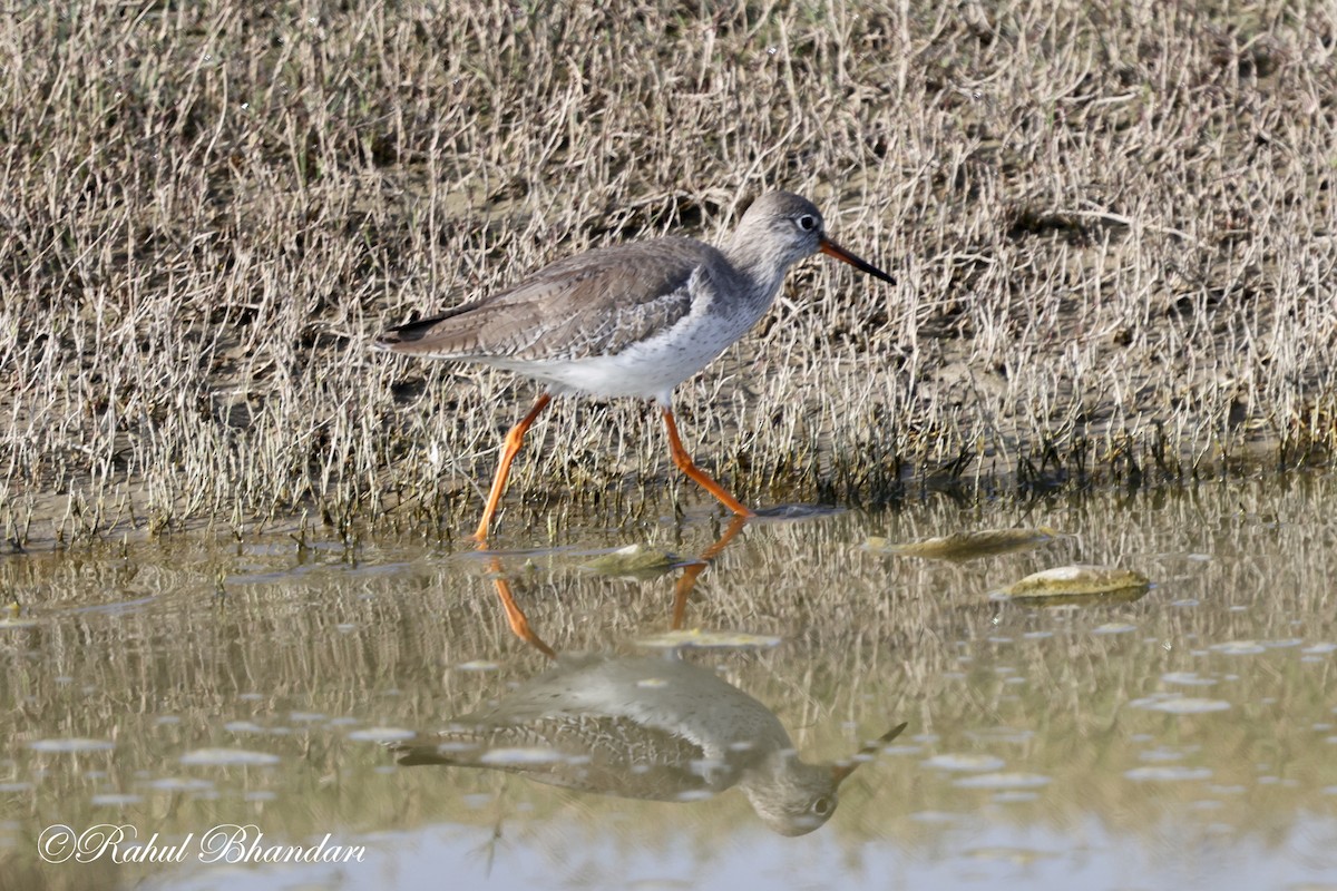 Spotted Redshank - ML614100867