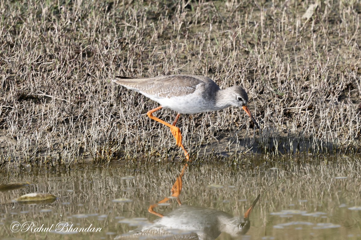 Spotted Redshank - ML614100868