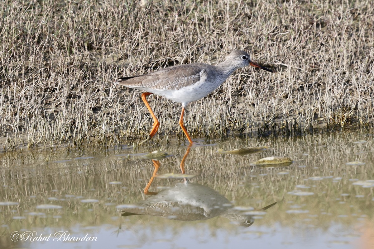 Spotted Redshank - ML614100869