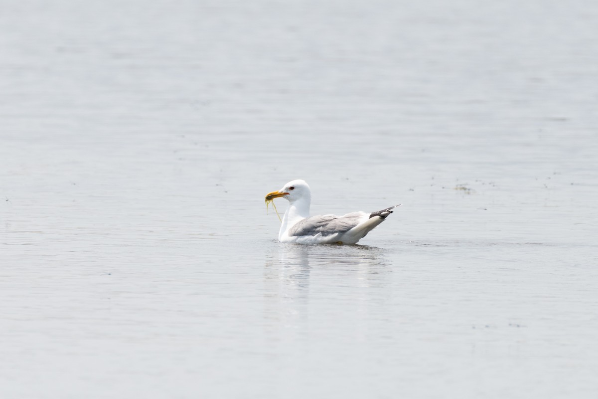 California Gull - Matthew Bell