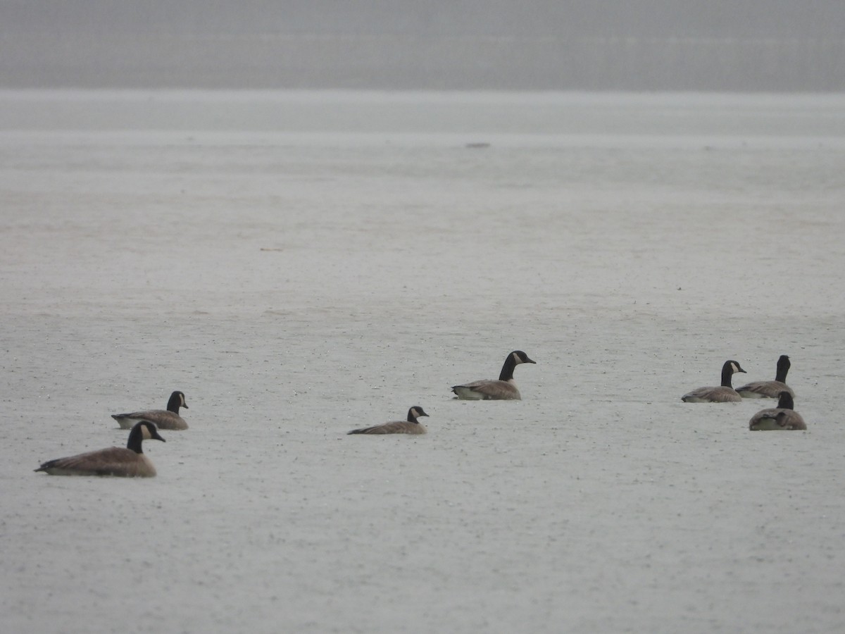 Cackling Goose - Amanda & Matt Sloan