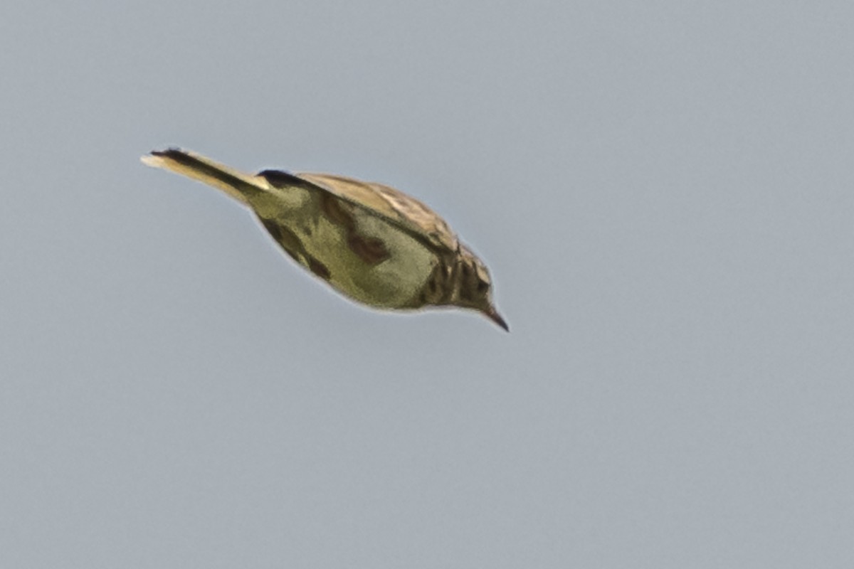 Hellmayr's Pipit - Amed Hernández
