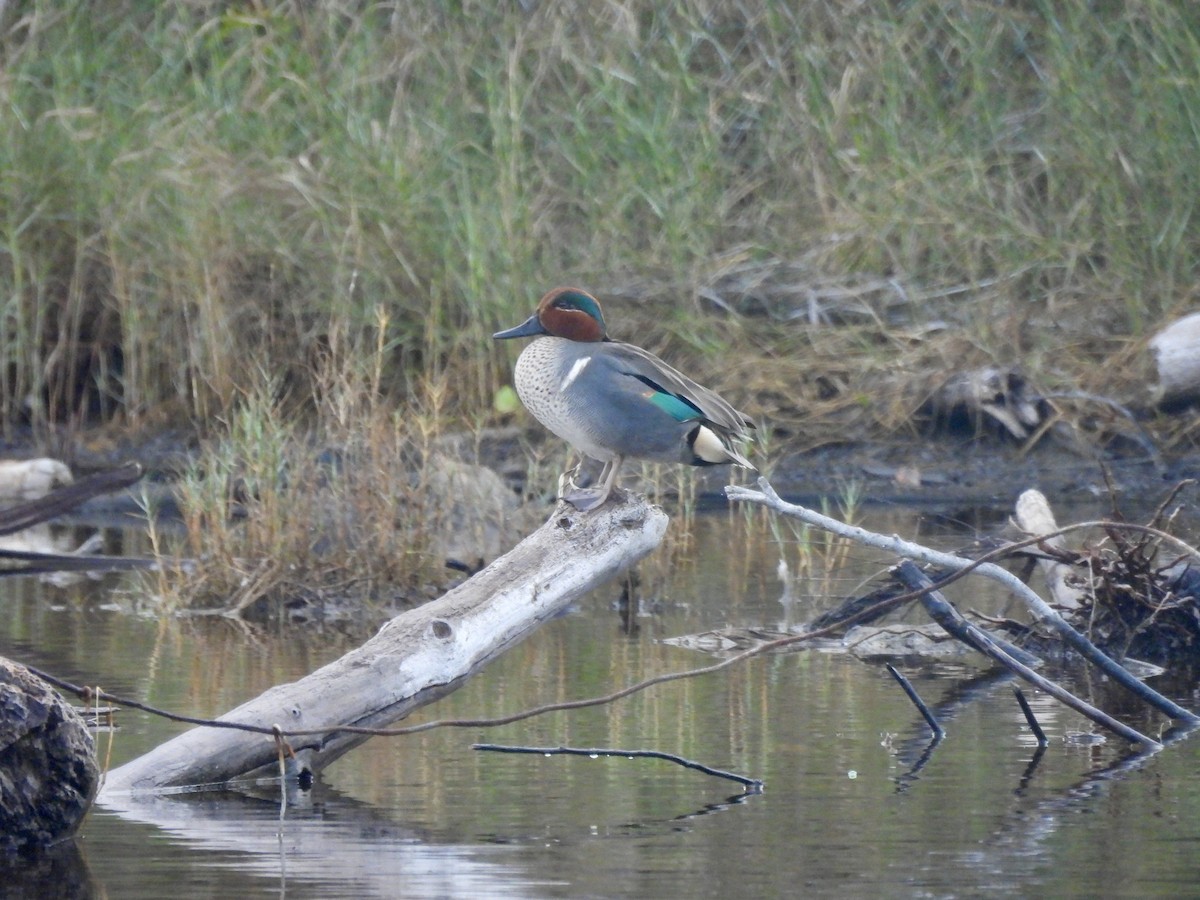 Green-winged Teal - ML614100999