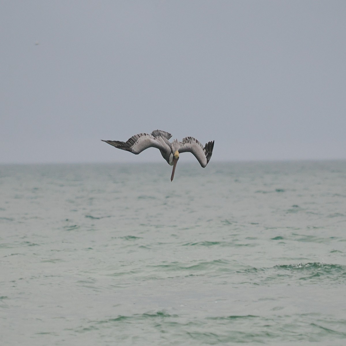 Brown Pelican - ML614101013