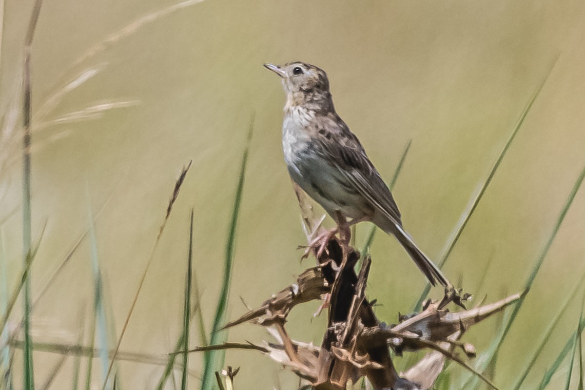 Hellmayr's Pipit - Amed Hernández