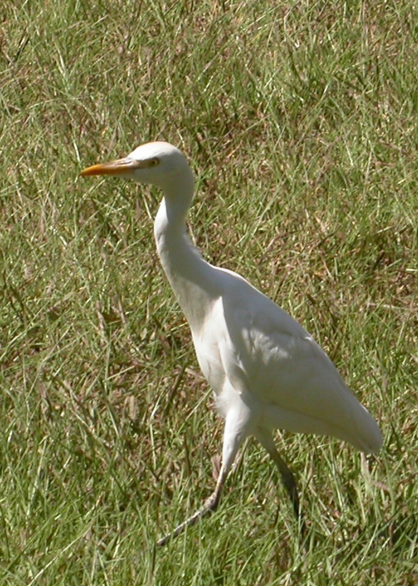 Western Cattle Egret - ML614101109