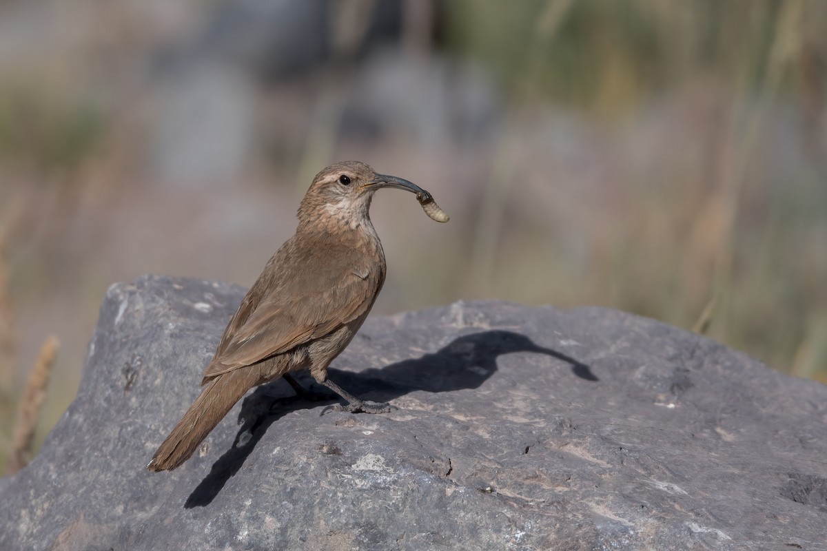 Scale-throated Earthcreeper - ML614101187