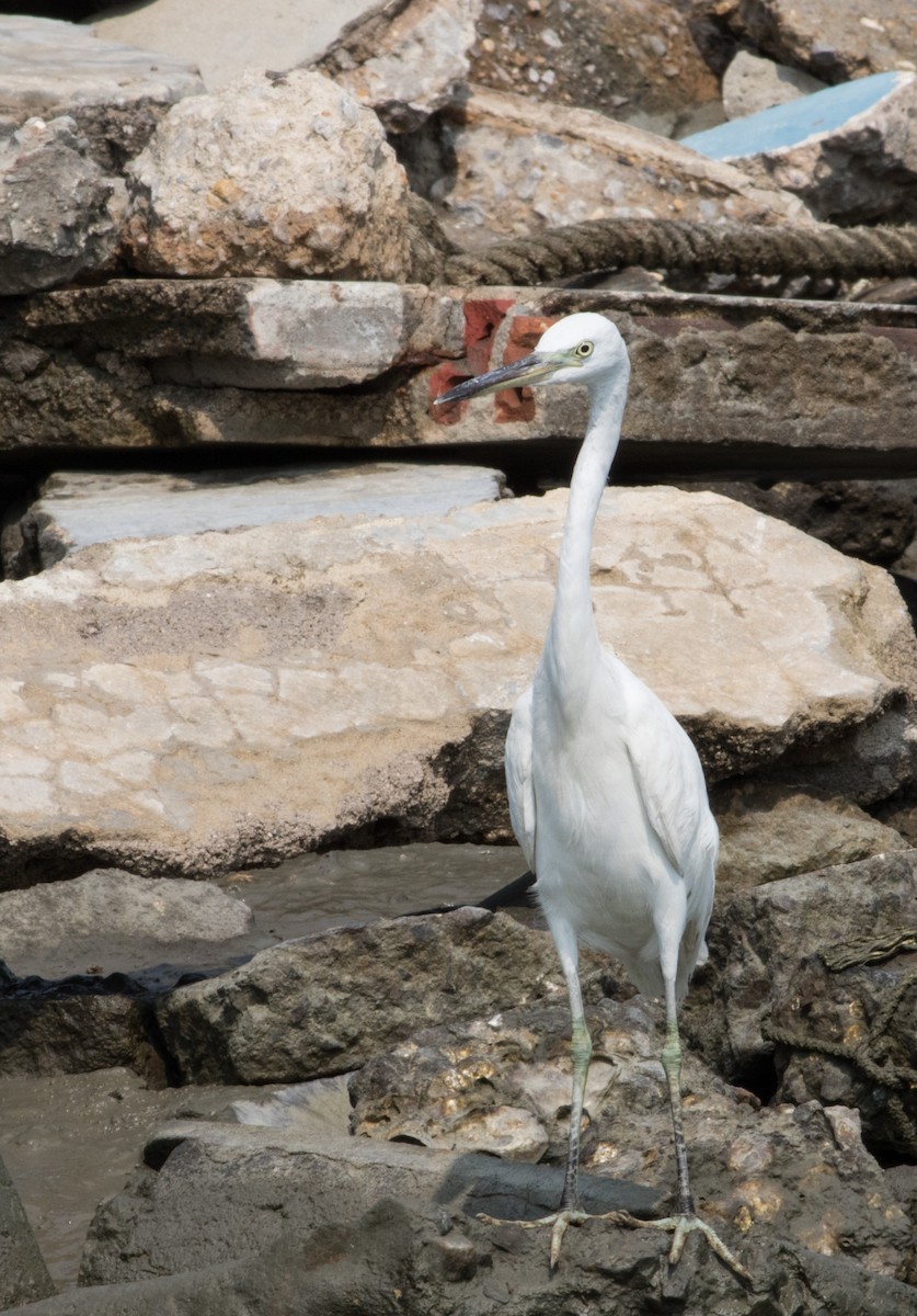 Chinese Egret - ML614101196