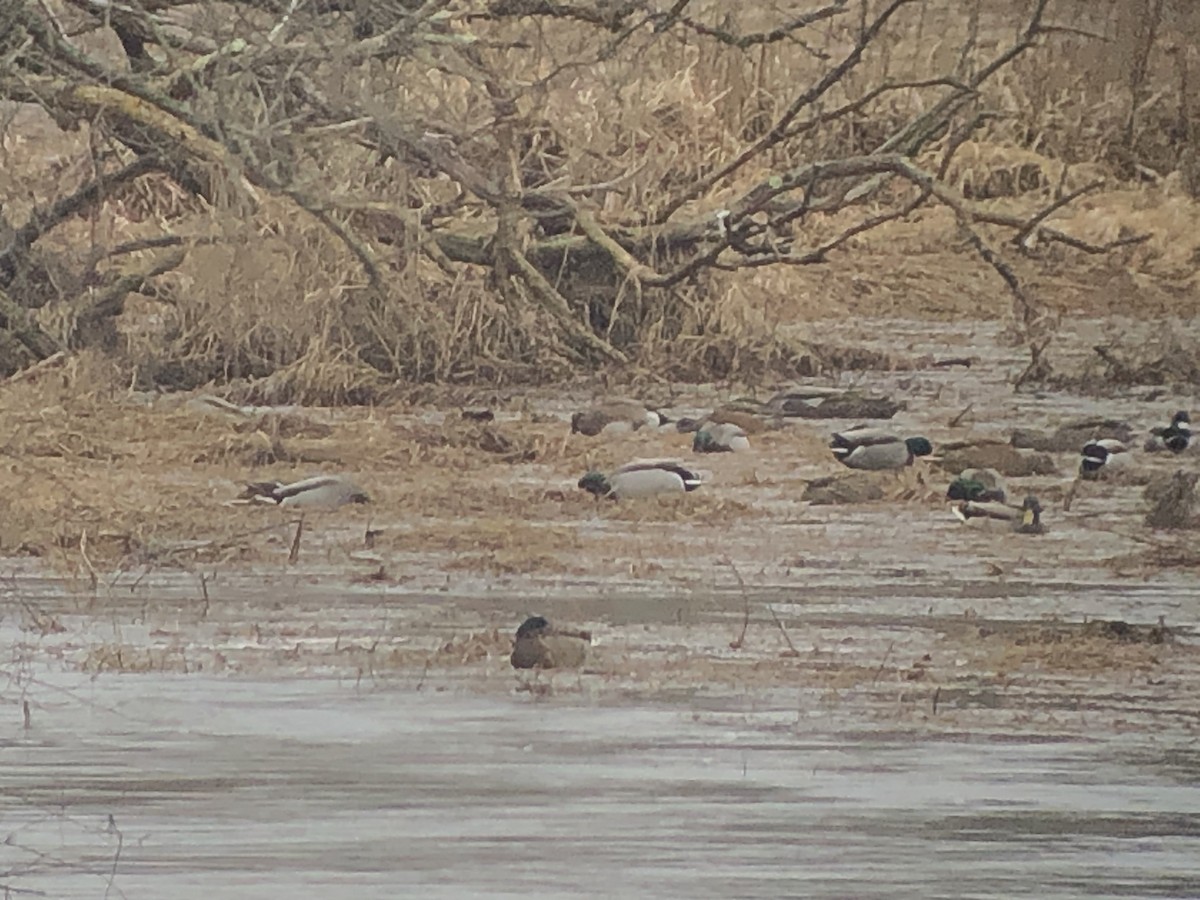 American Wigeon - ML614101210