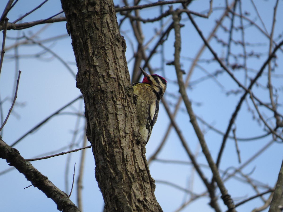 Yellow-bellied Sapsucker - ML614101212