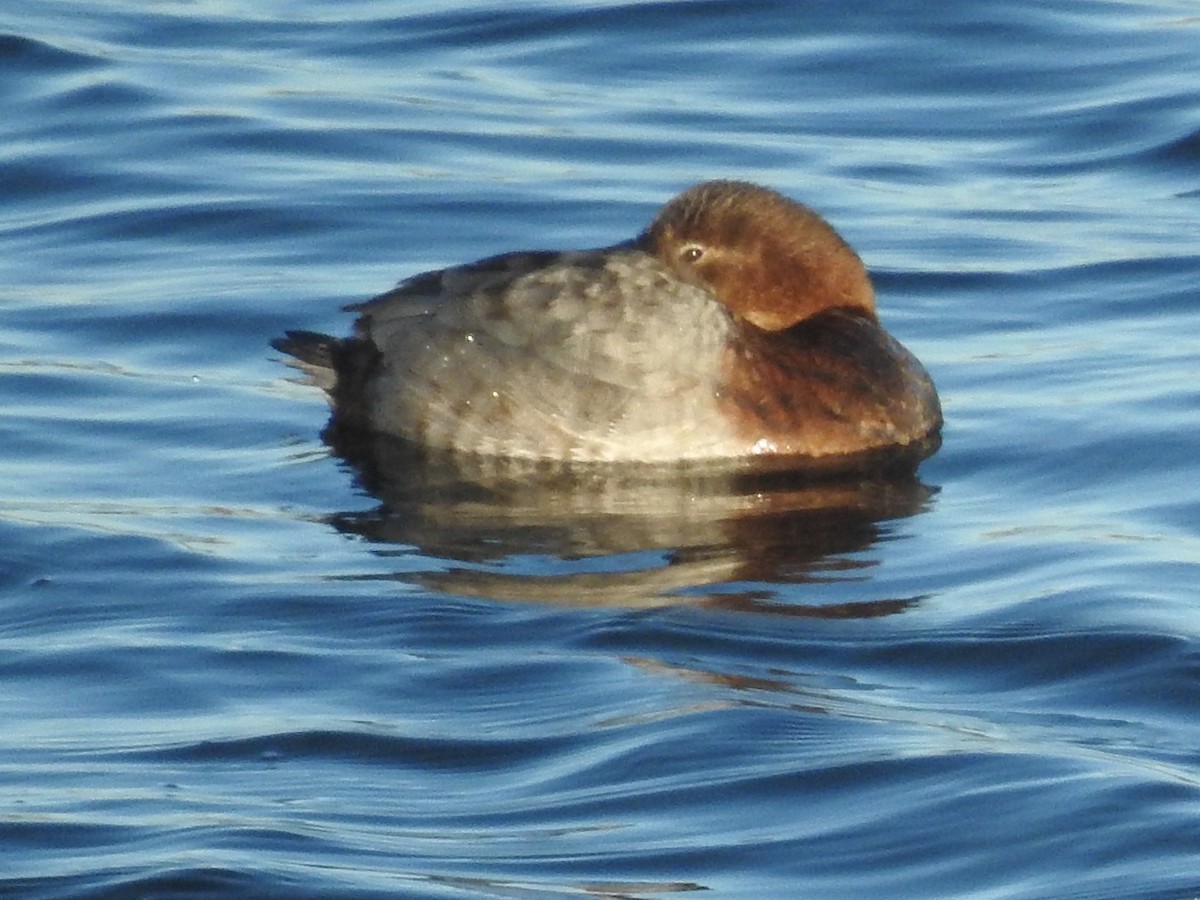Common Pochard - ML614101266