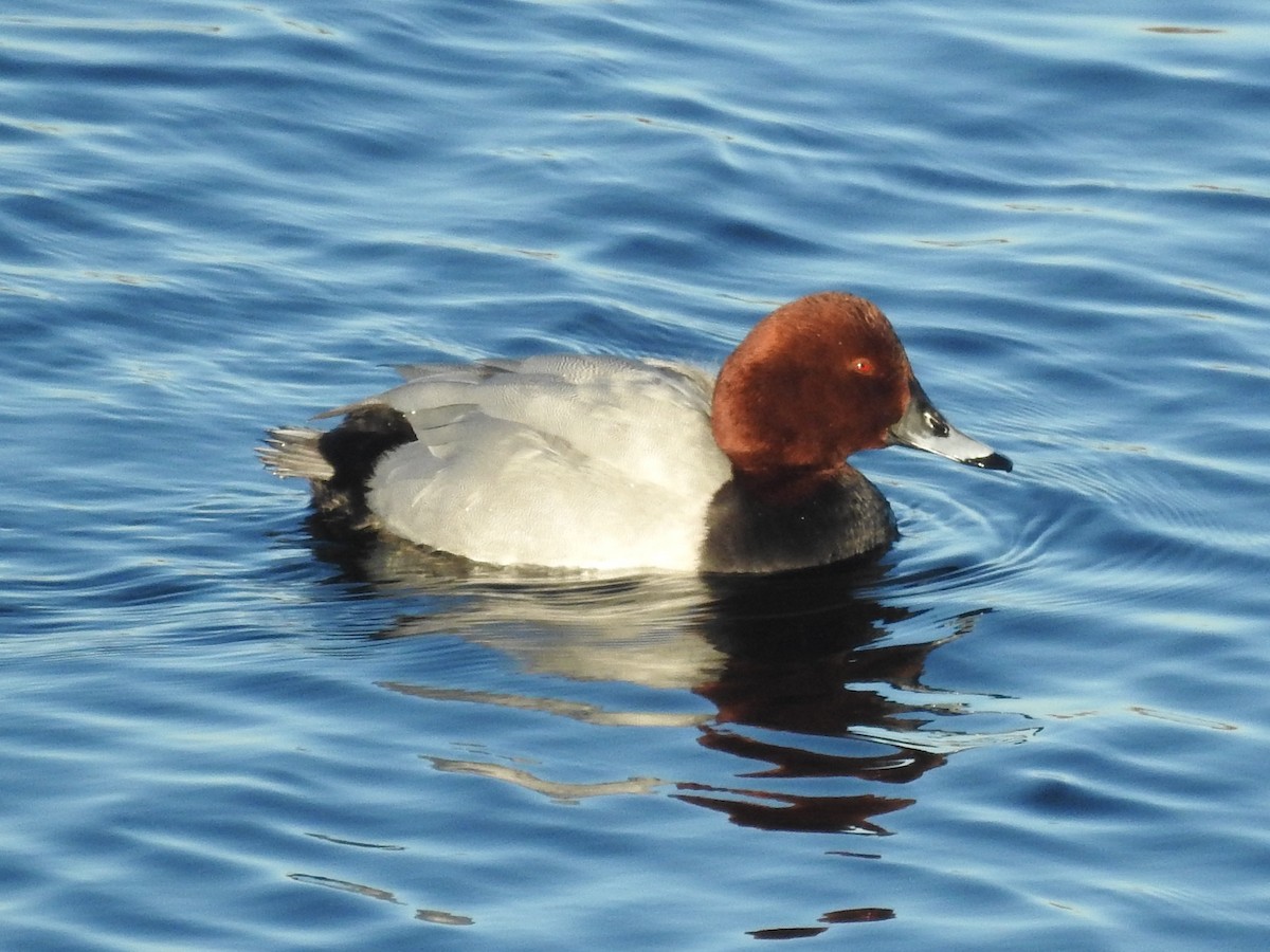 Common Pochard - ML614101267