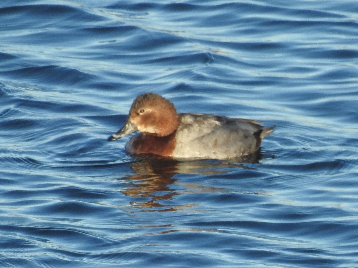 Common Pochard - ML614101268