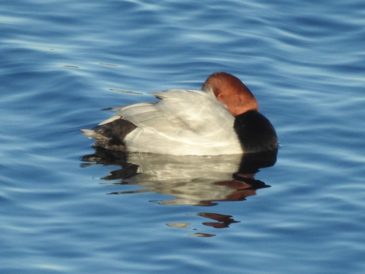 Common Pochard - ML614101269