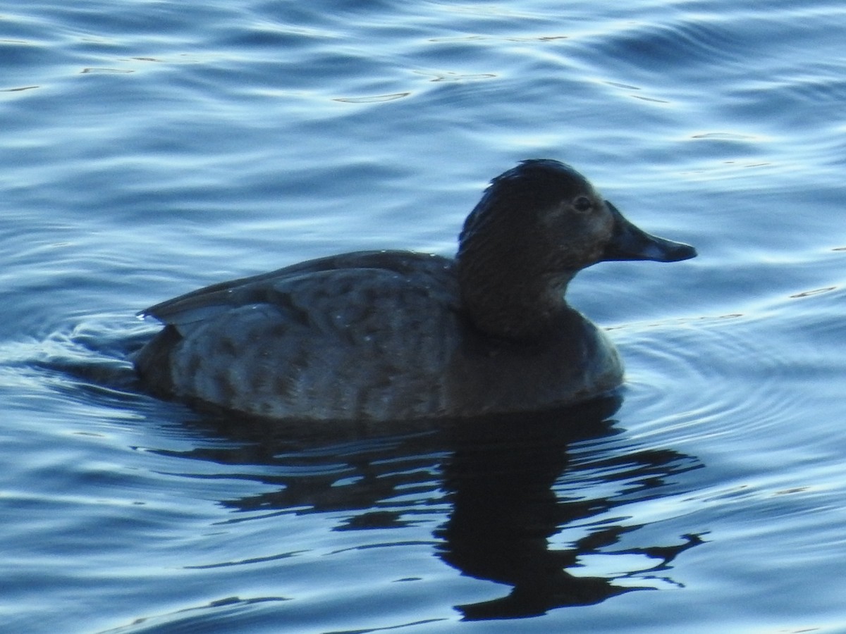 Common Pochard - ML614101270