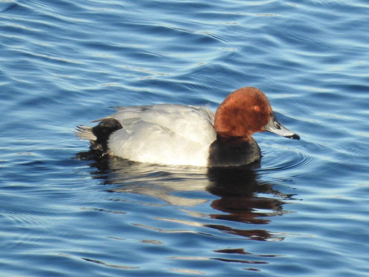 Common Pochard - ML614101271