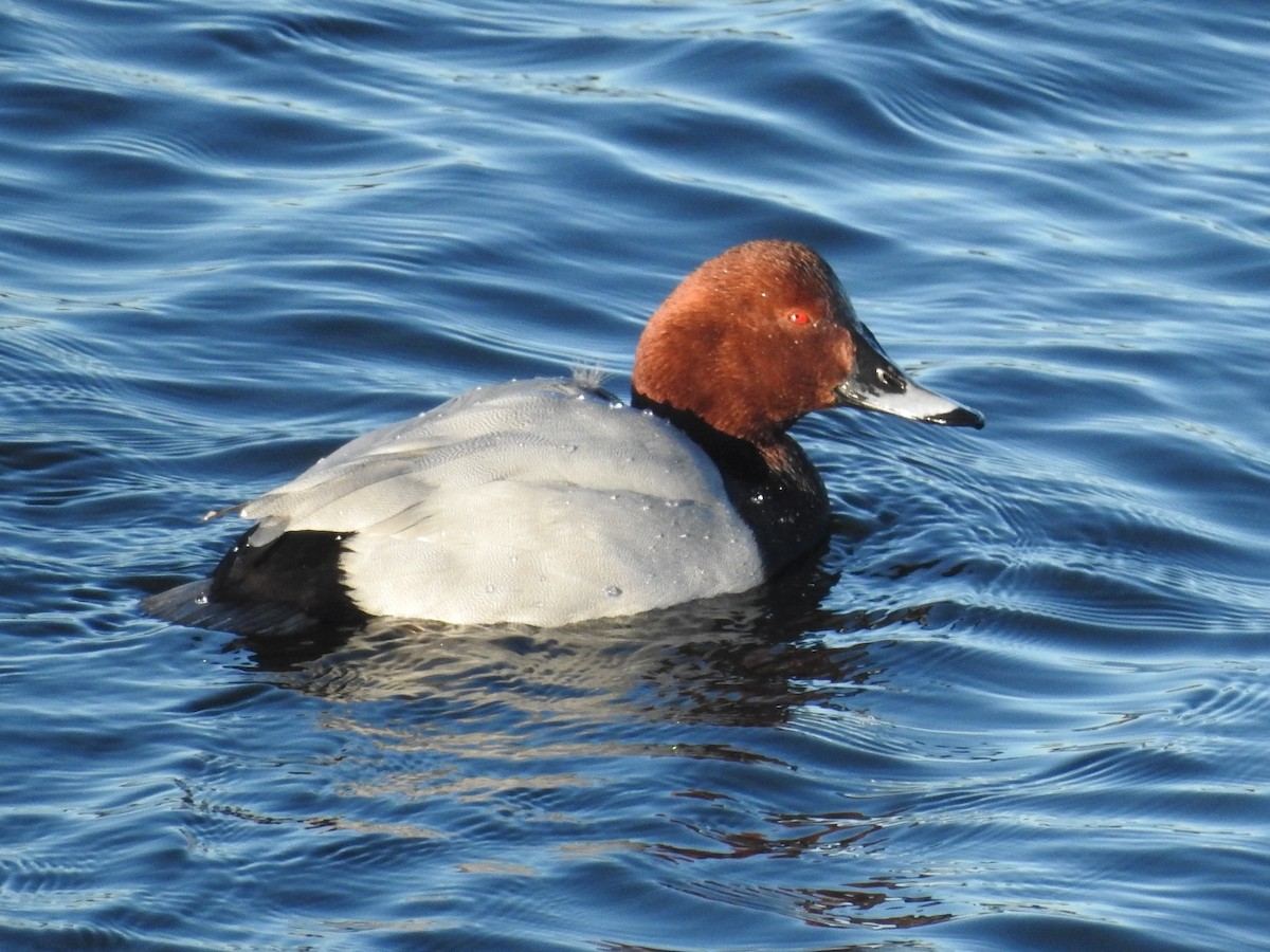 Common Pochard - ML614101272