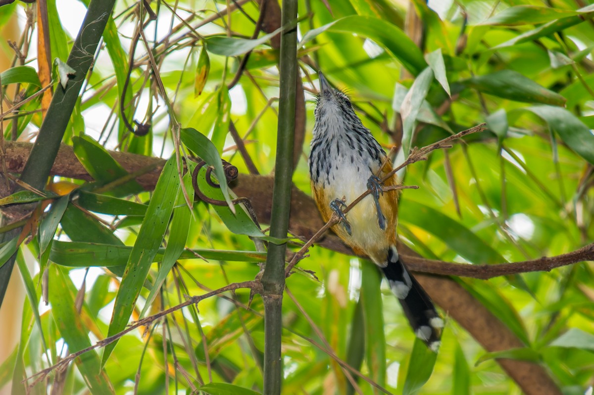 Striated Antbird - ML614101314