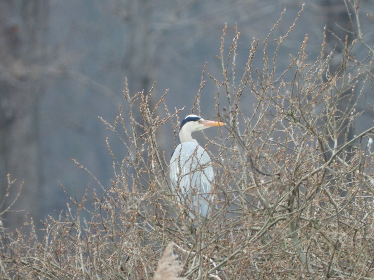 Gray Heron - Monika Czupryna