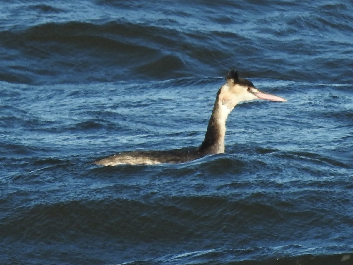 Great Crested Grebe - ML614101342