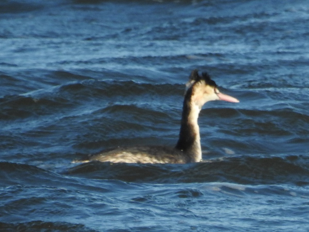 Great Crested Grebe - ML614101343