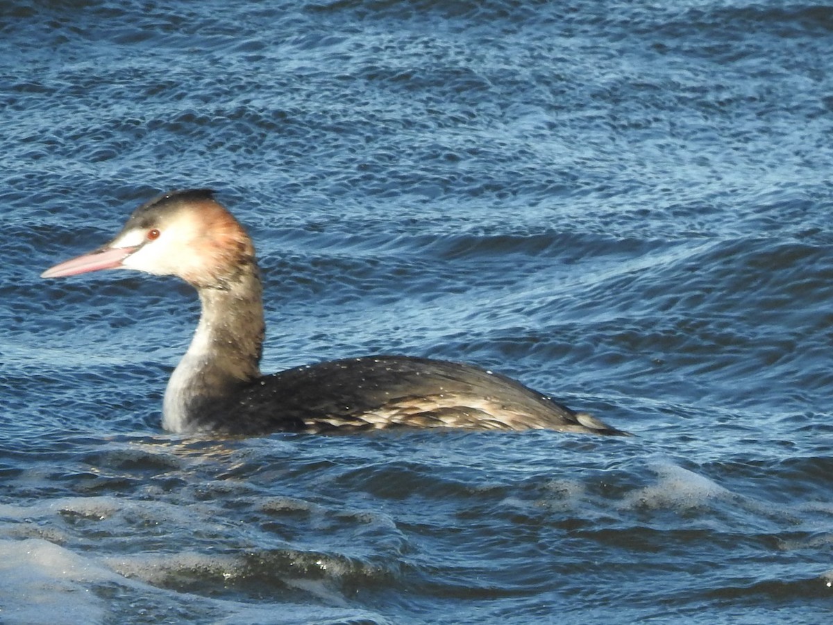 Great Crested Grebe - ML614101344