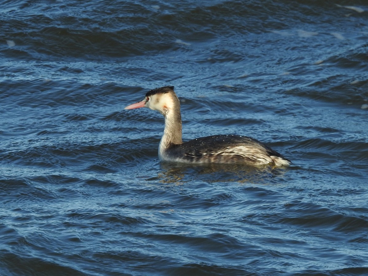 Great Crested Grebe - ML614101345
