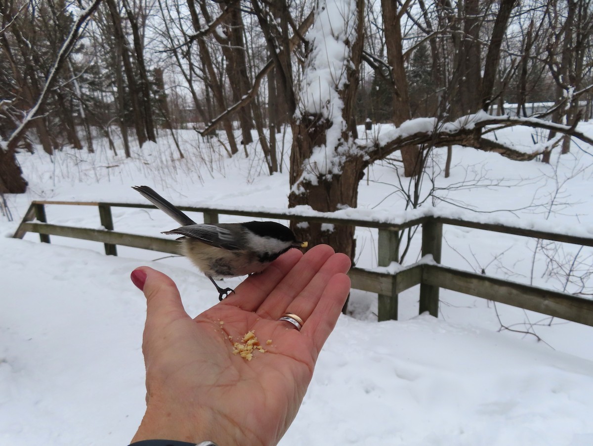 Black-capped Chickadee - ML614101382