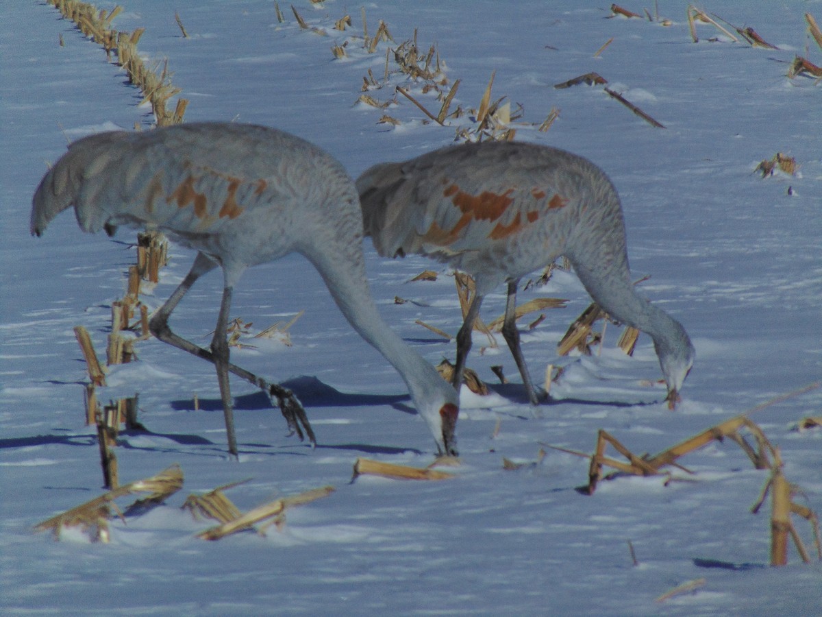 Sandhill Crane - ML614101384