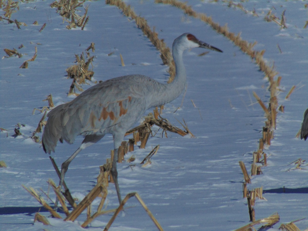 Sandhill Crane - ML614101398