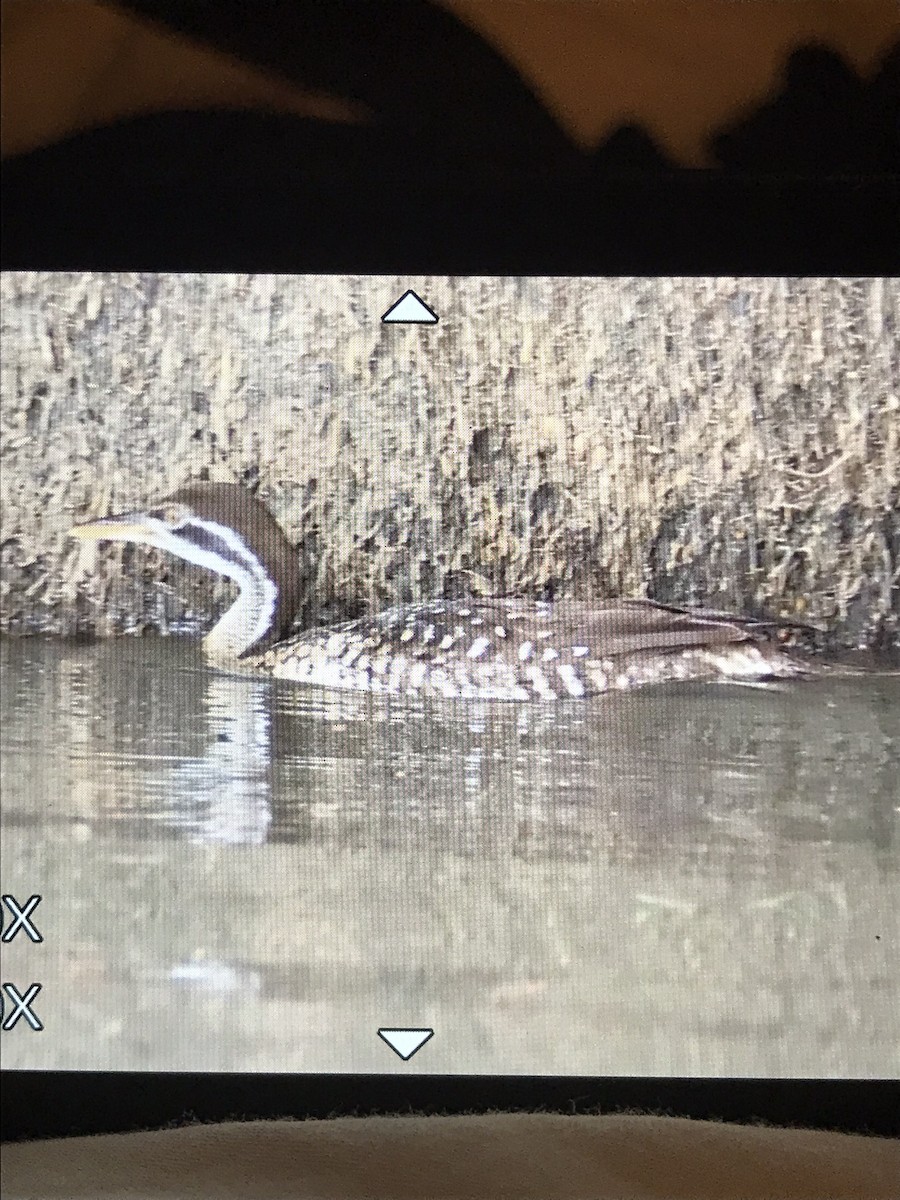 African Finfoot - ML614101431