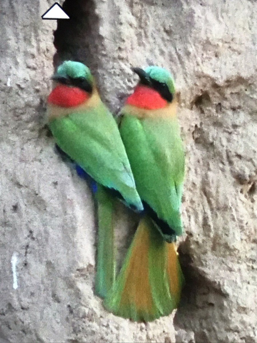 Red-throated Bee-eater - ML614101491