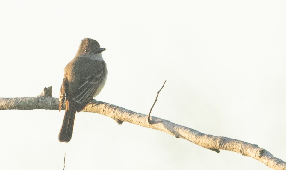 Brown-crested Flycatcher - ML614101560