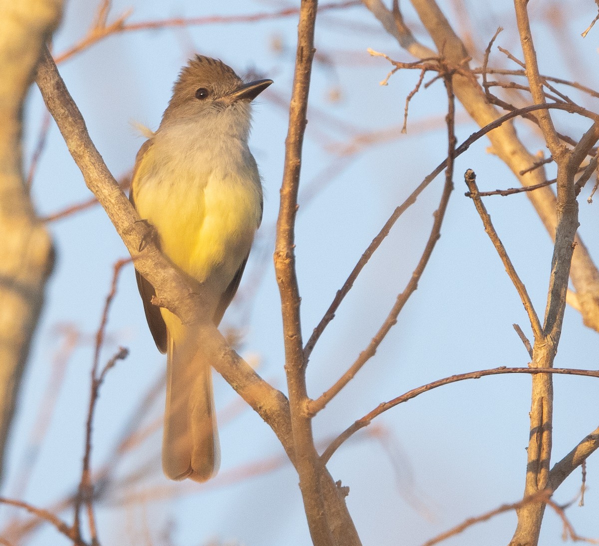 Brown-crested Flycatcher - Nick Ramsey