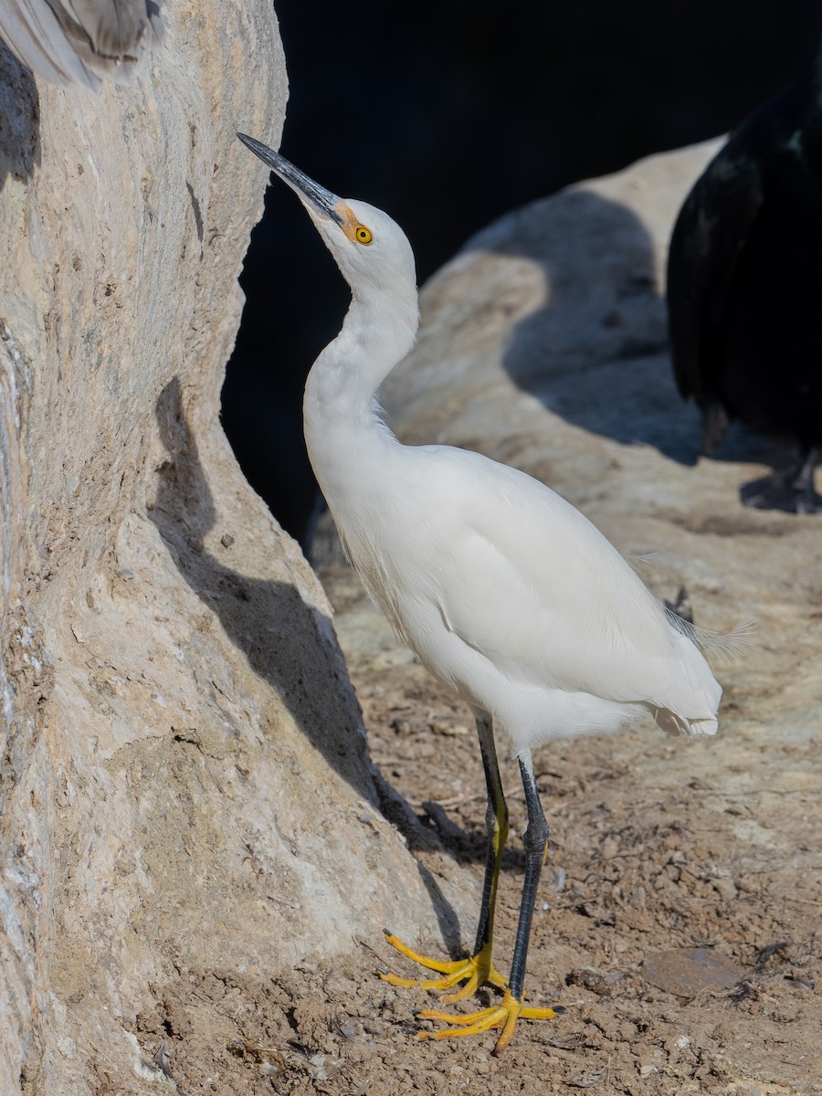 Snowy Egret - ML614101567