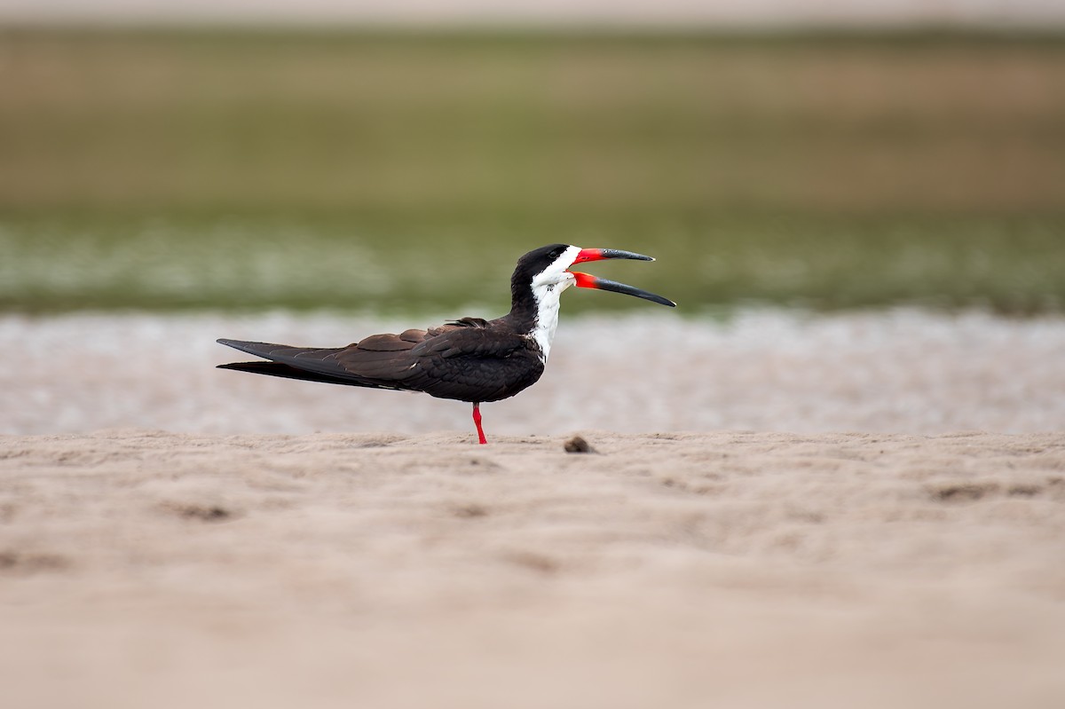 Black Skimmer - Marcelo  Telles