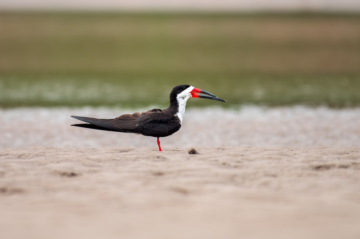 Black Skimmer - ML614101600