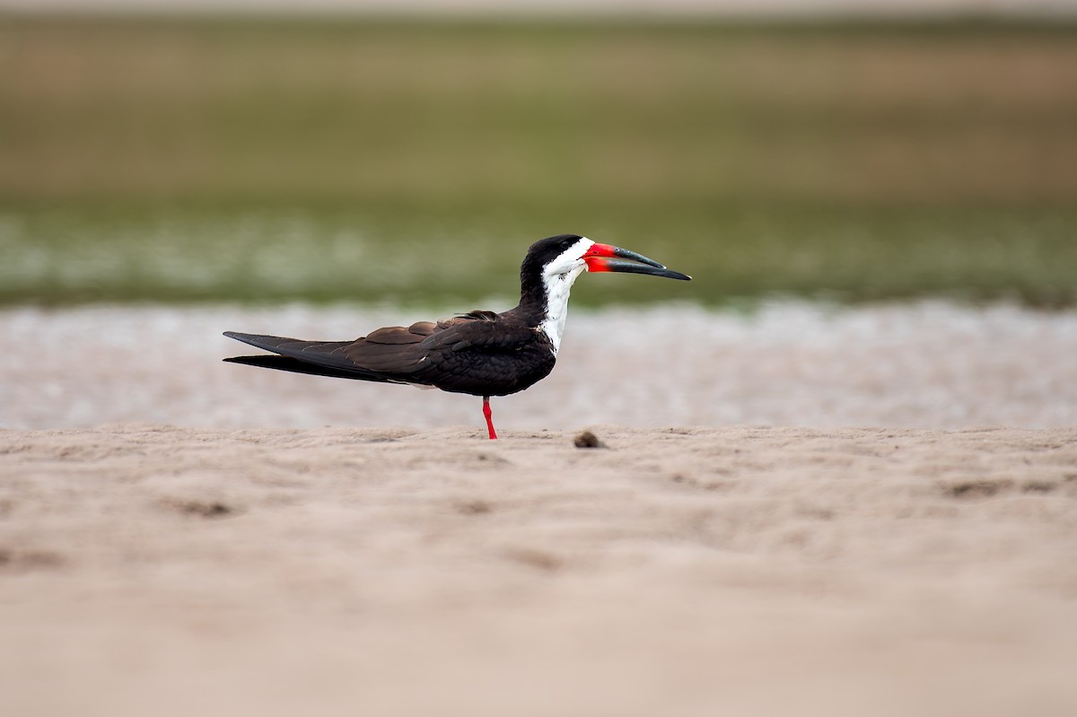 Black Skimmer - ML614101601