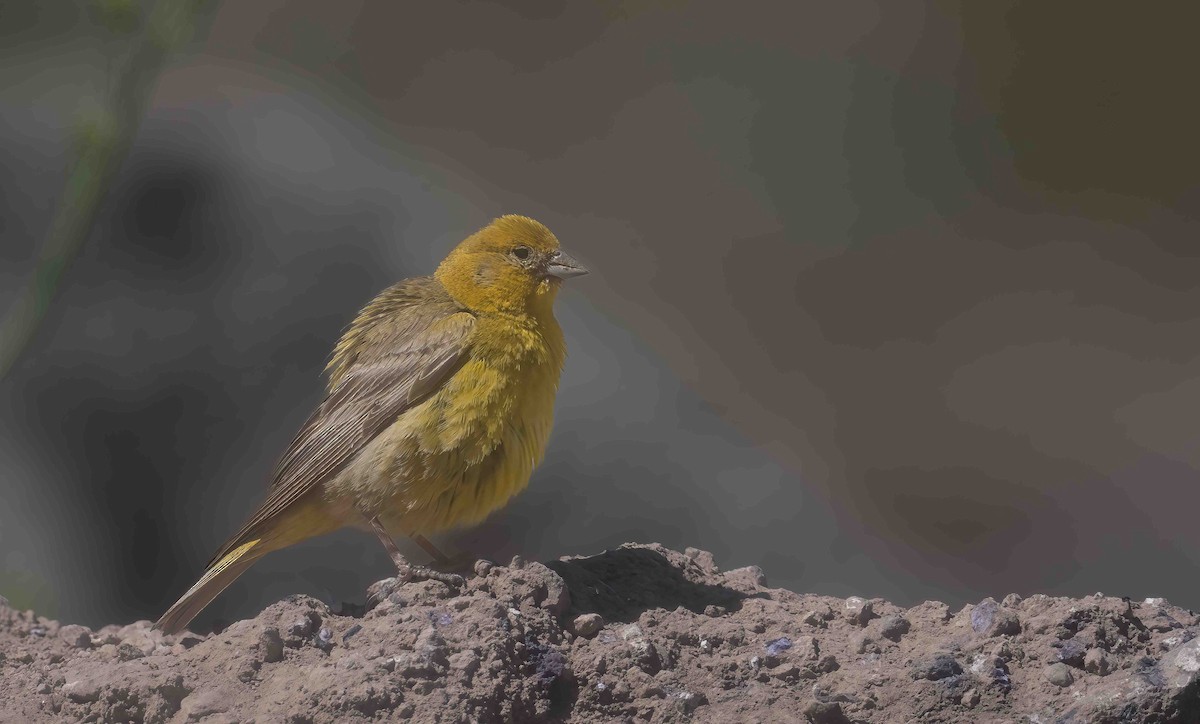 Greater Yellow-Finch - ML614101602