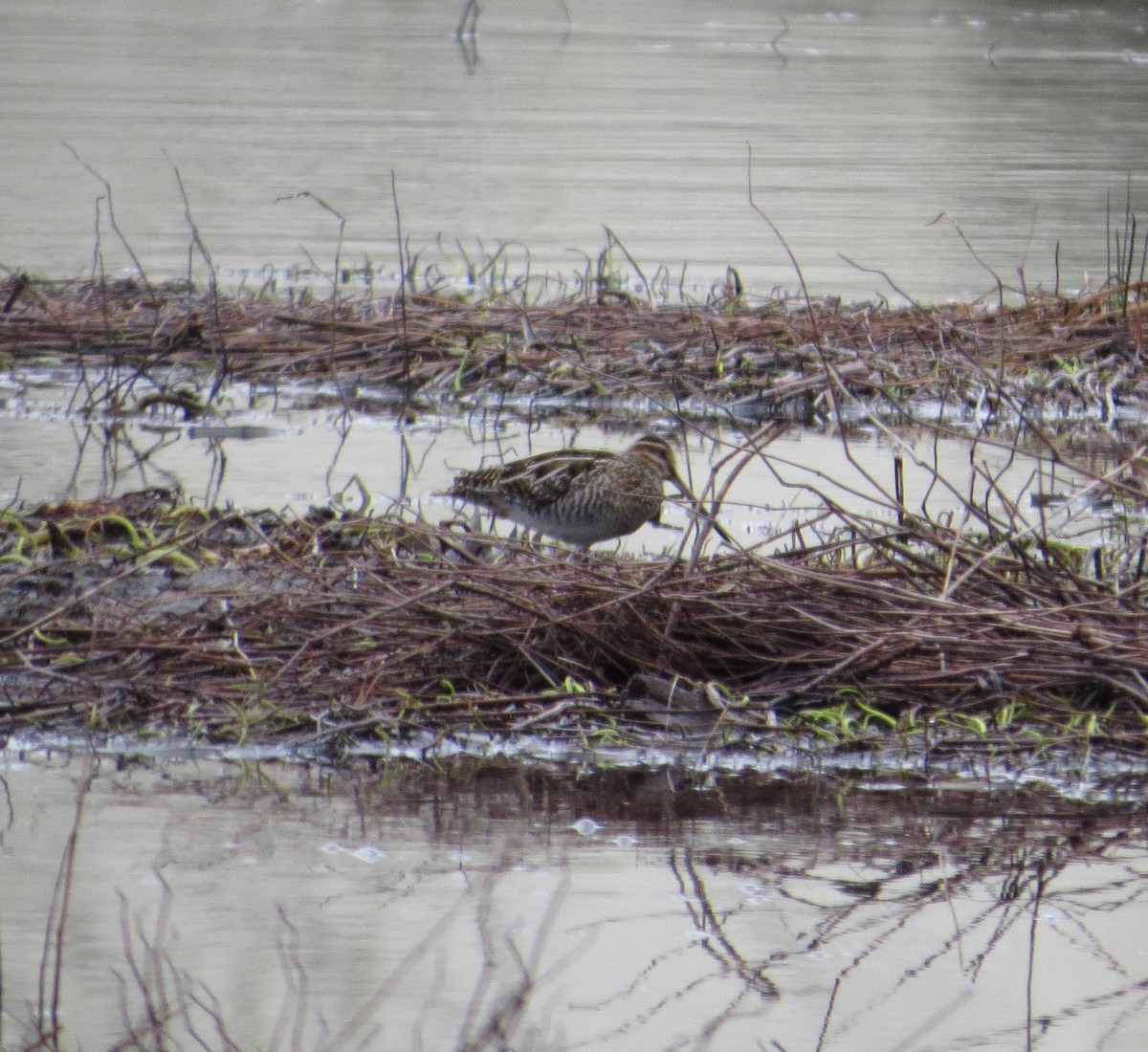 Wilson's Snipe - ML614101610