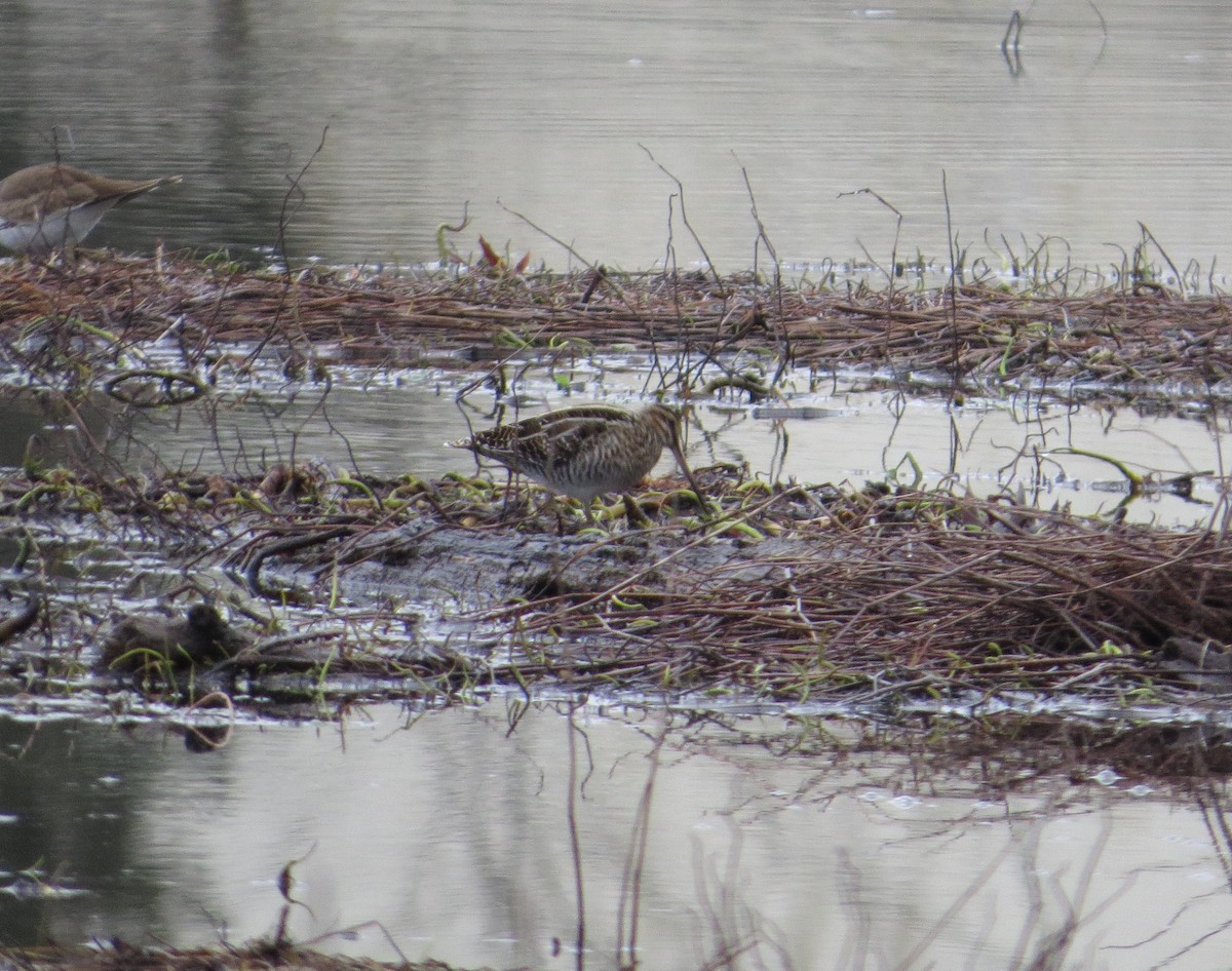 Wilson's Snipe - ML614101611