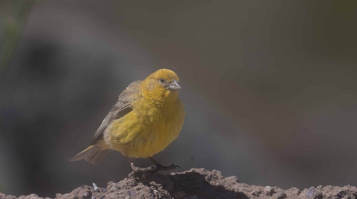 Greater Yellow-Finch - ML614101615