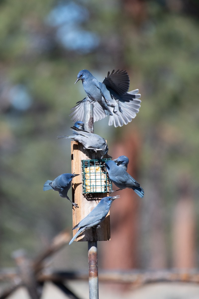 Pinyon Jay - ML614101629