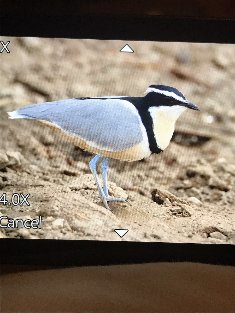 Egyptian Plover - ML614101630