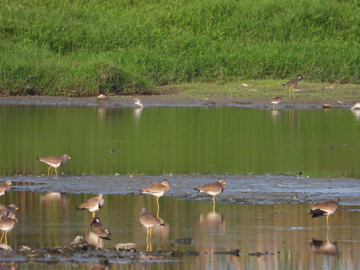 Gray-headed Lapwing - ML614101633