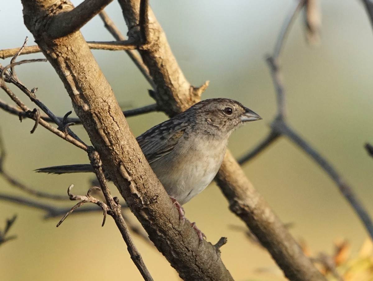 Botteri's Sparrow (Peten) - ML614101662