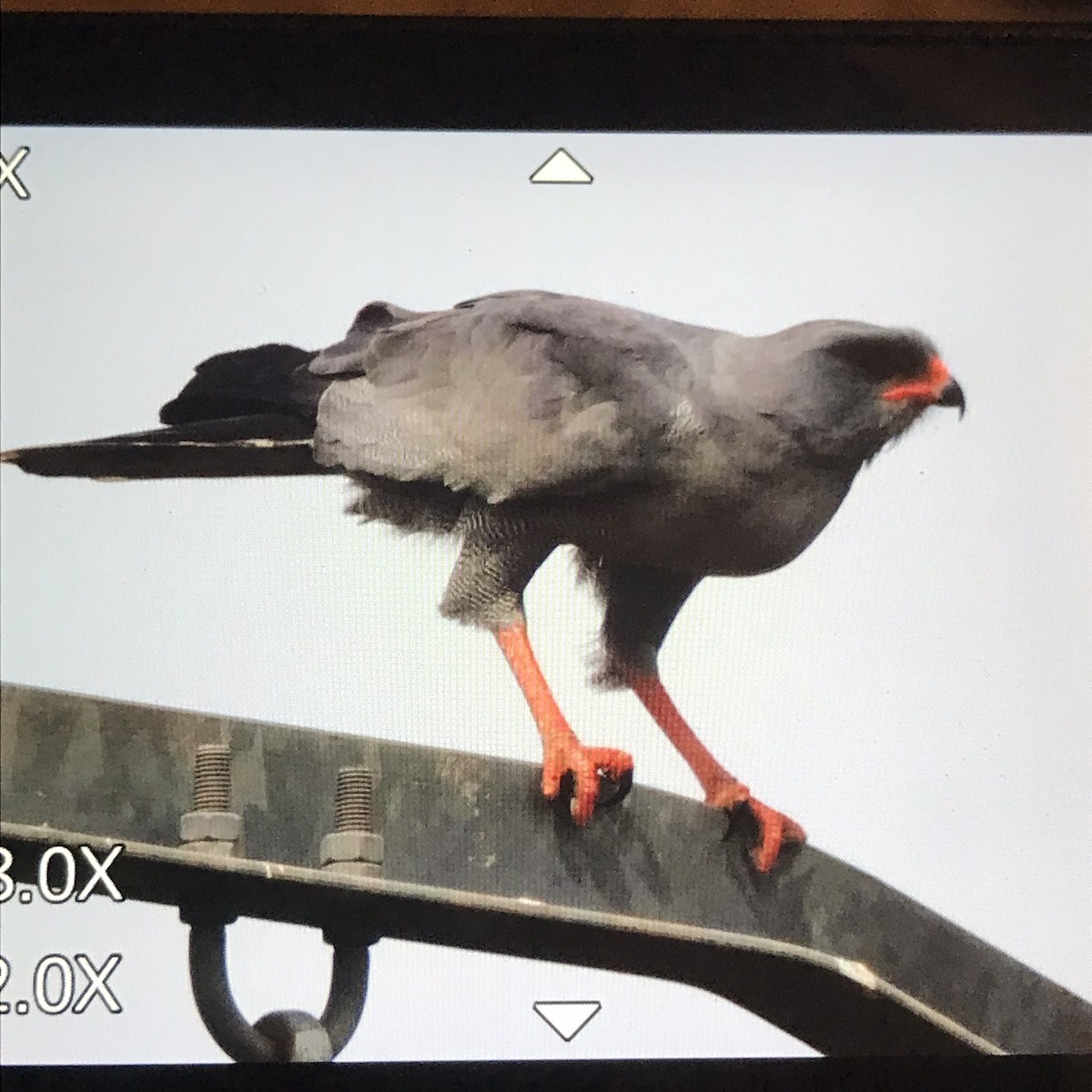 Dark Chanting-Goshawk - gary fennemore