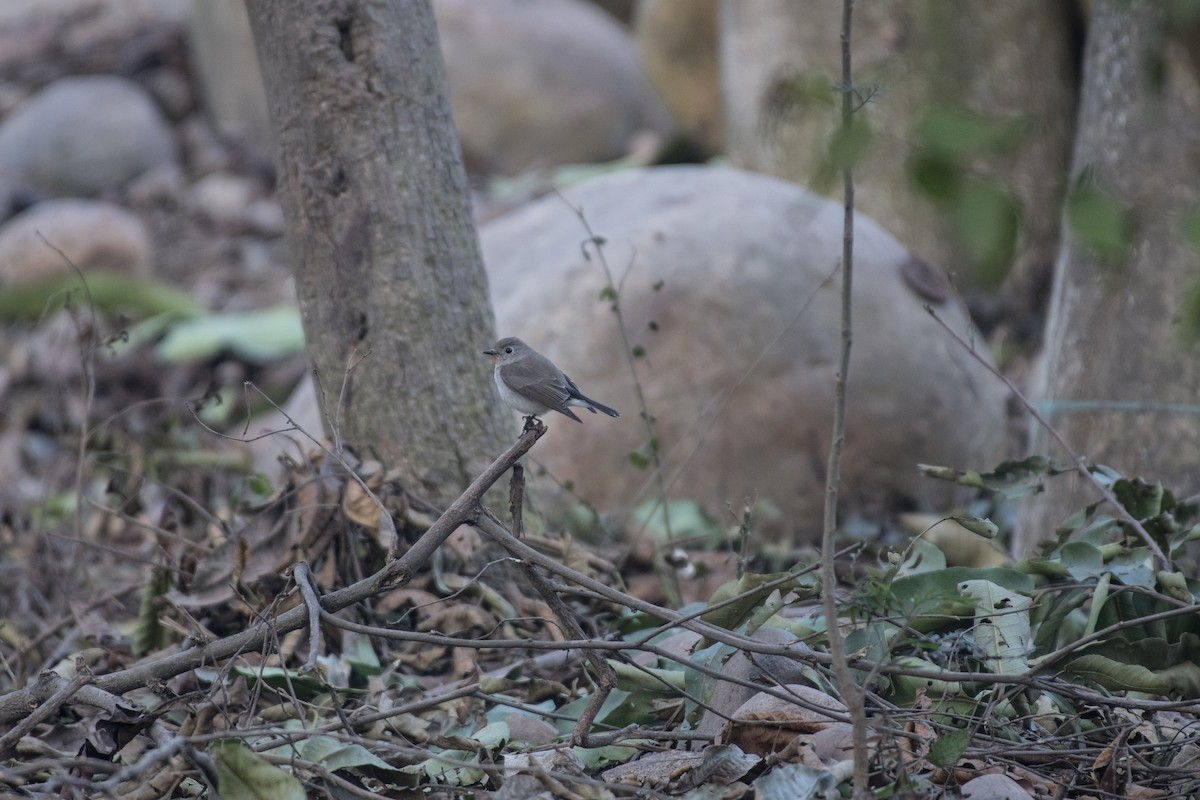 Taiga Flycatcher - ML614101668