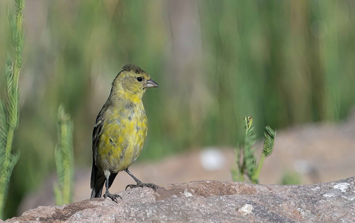 Black-chinned Siskin - ML614101732