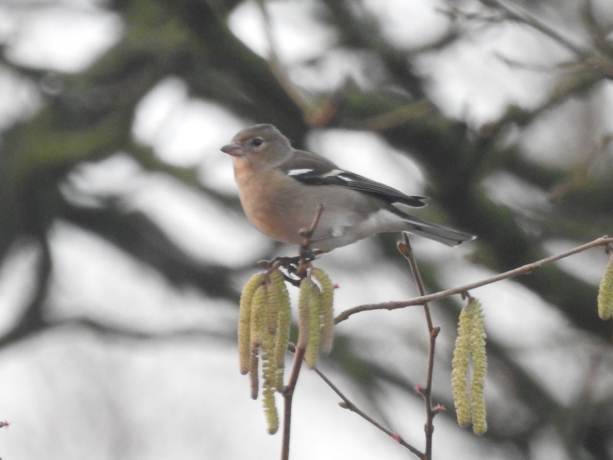 Common Chaffinch - ML614101836